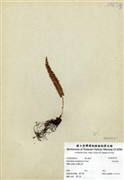 藏品(芽苞耳蕨)的圖片